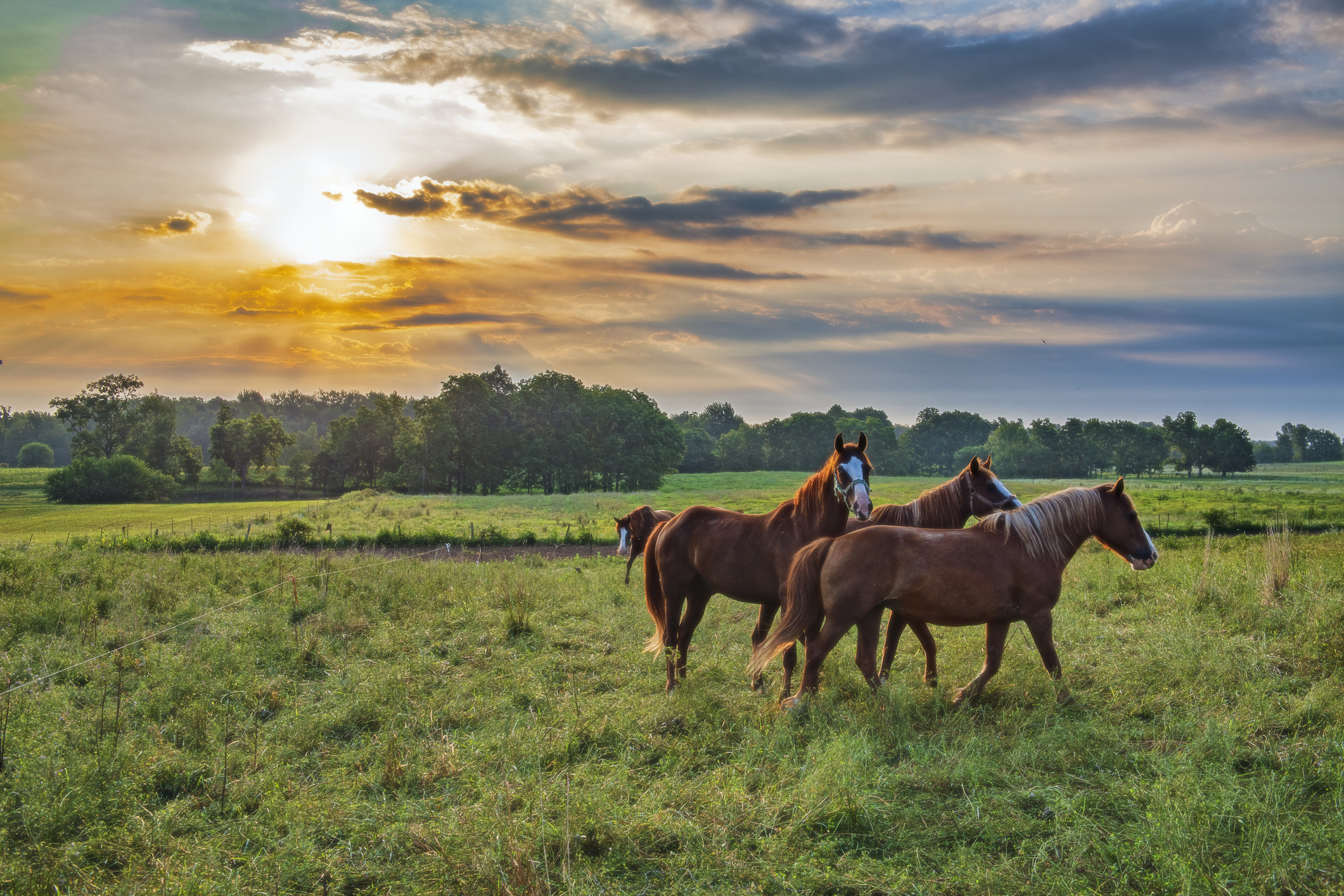 Horse in pasture